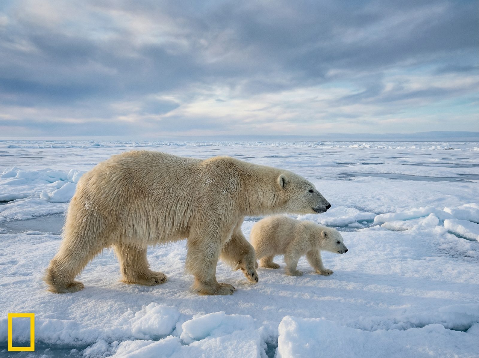 香蕉视频北极熊视频社区