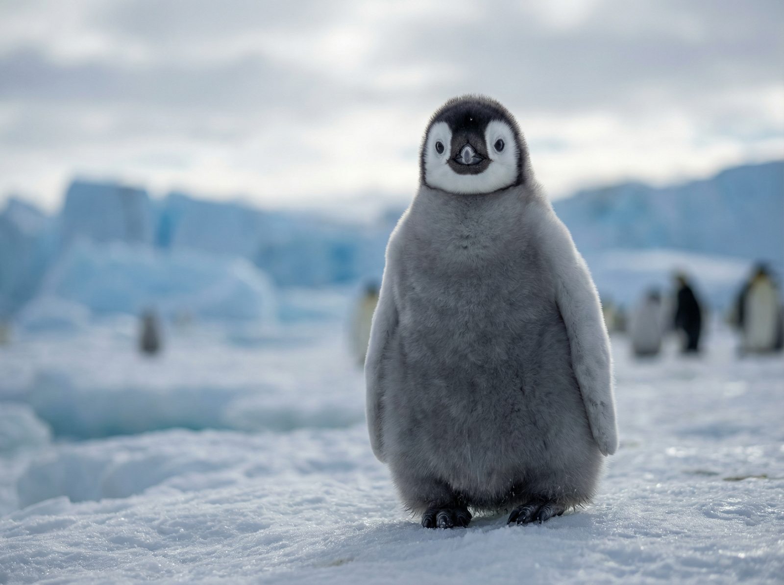 香蕉视频帝企鹅视频