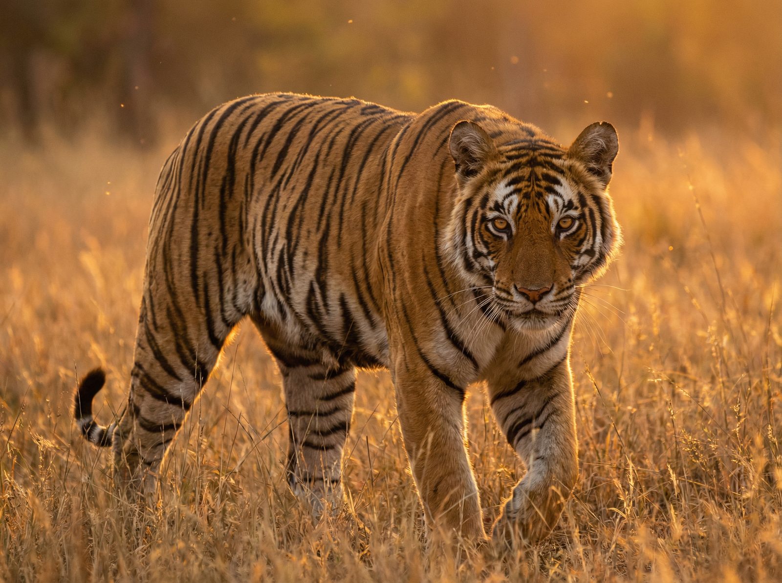 香蕉视频老虎视频社区